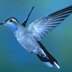Apodiformes